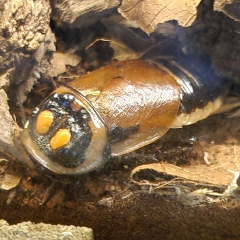 Headlight Cockroach
