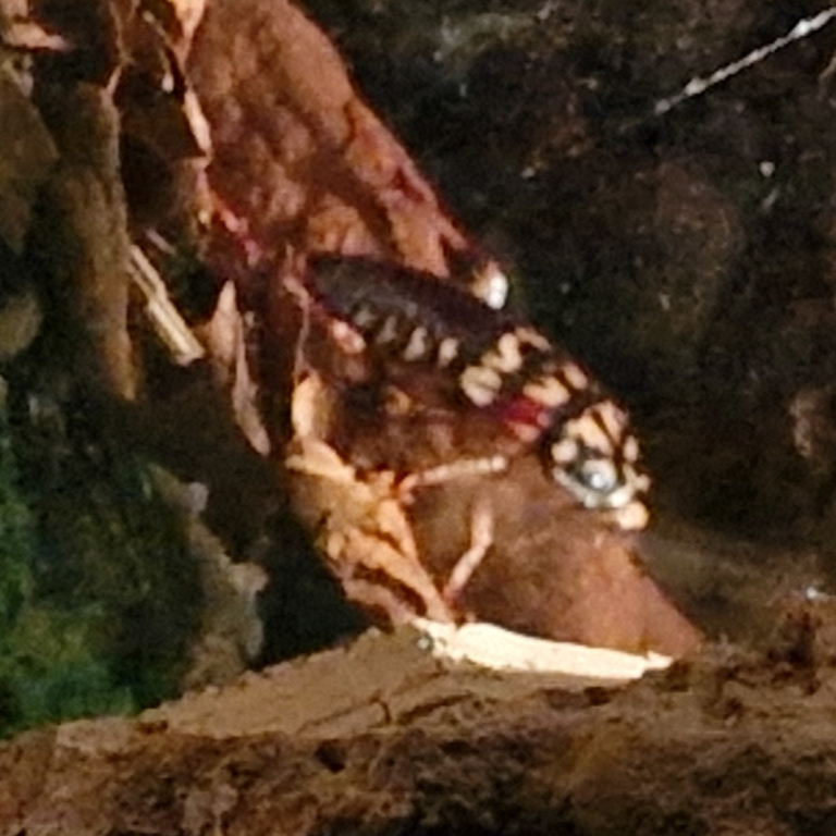 Harlequin Cockroach