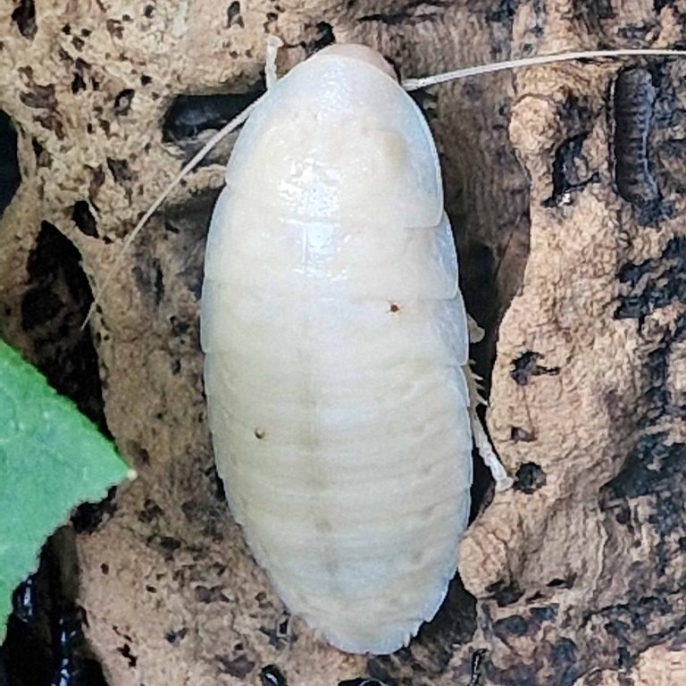 albino Giant Hissing Cockroach