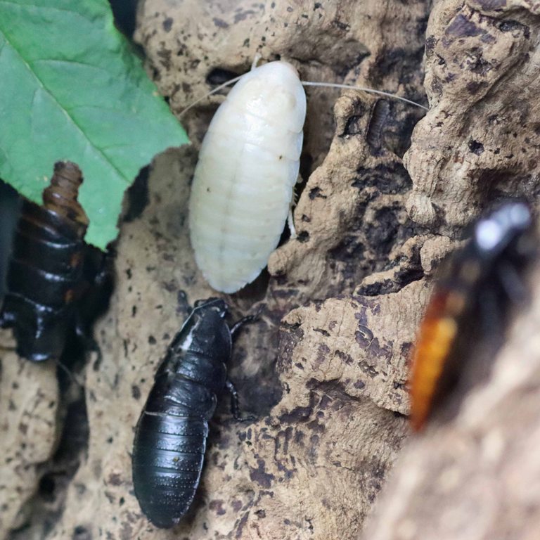 albino Giant Hissing Cockroach