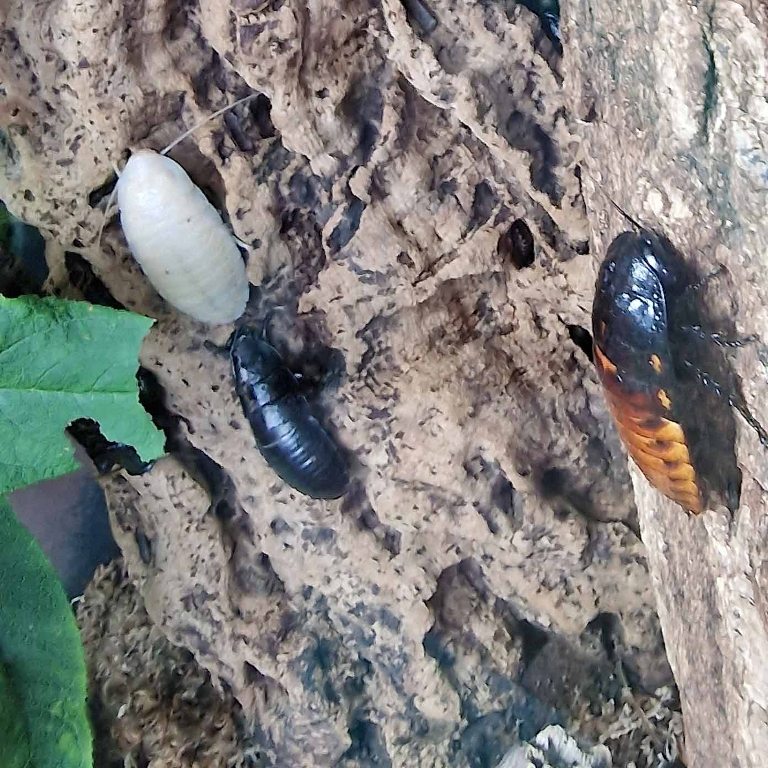 albino Giant Hissing Cockroach