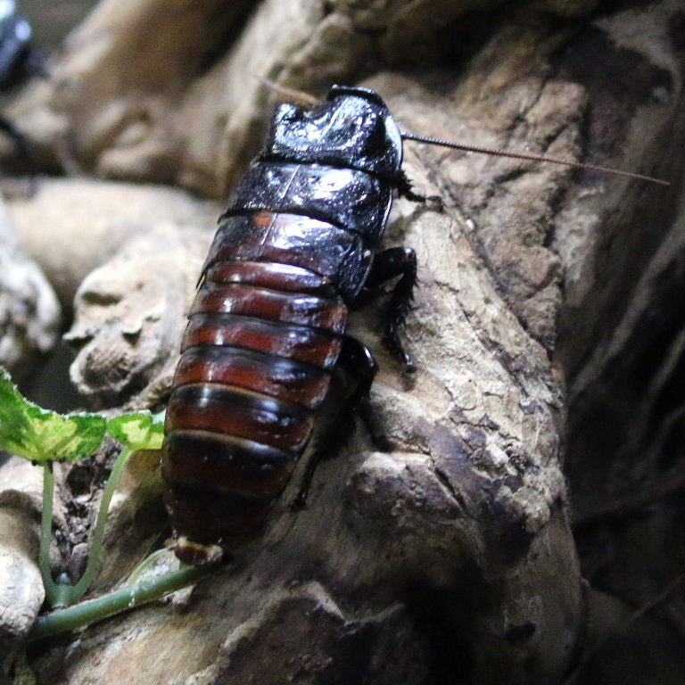 Giant Hissing Cockroach