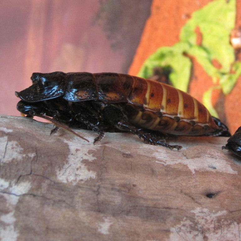 Giant Hissing Cockroach
