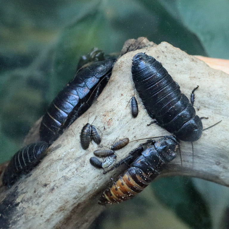 Giant Hissing Cockroach