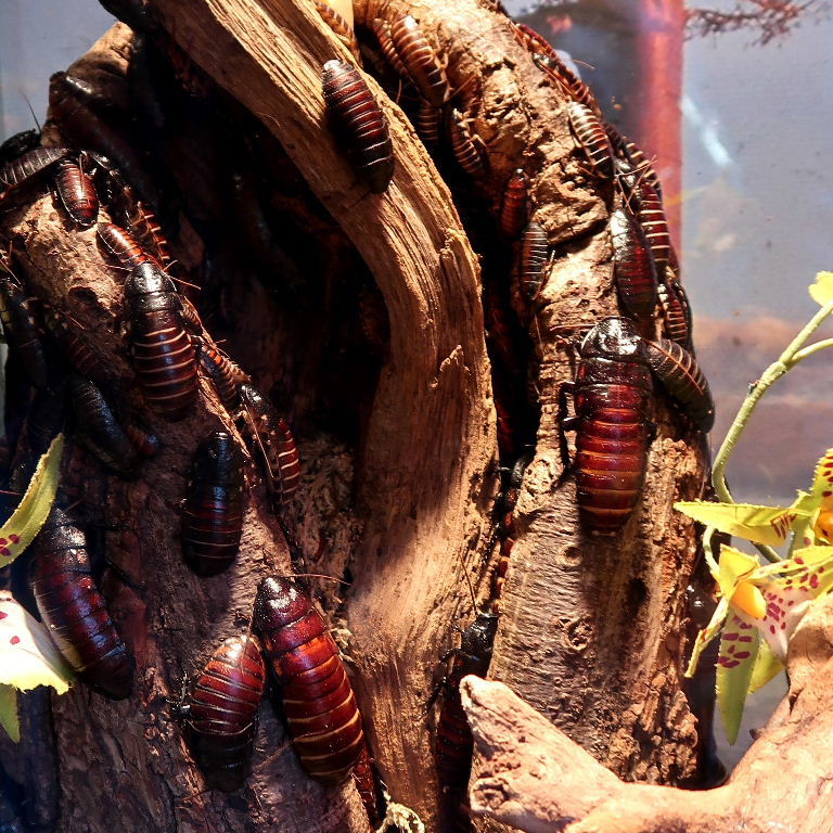 Giant Hissing Cockroach