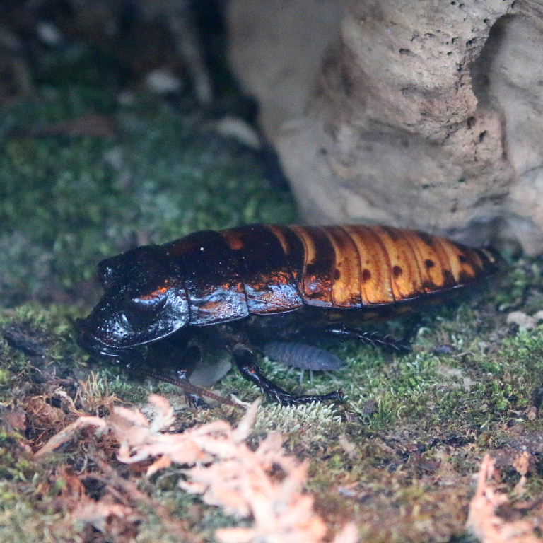 Giant Hissing Cockroach