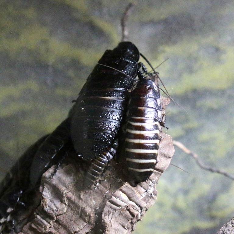 Giant Hissing Cockroach