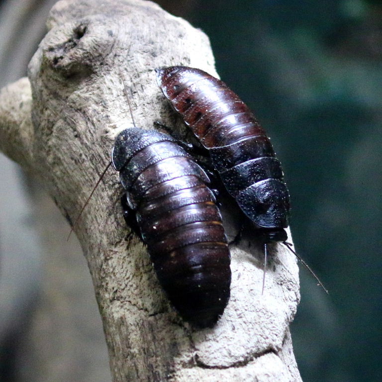 Giant Hissing Cockroach