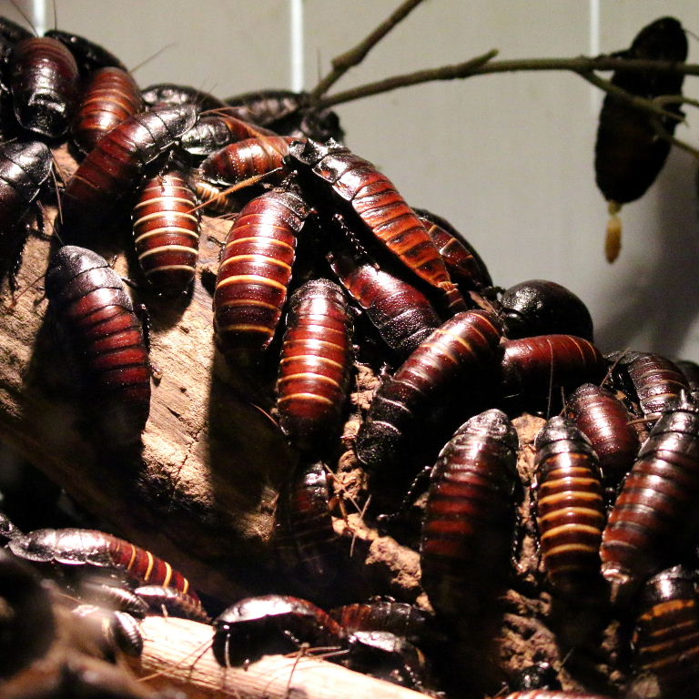 Top 90+ Pictures Picture Of The Biggest Cockroach In The World Completed