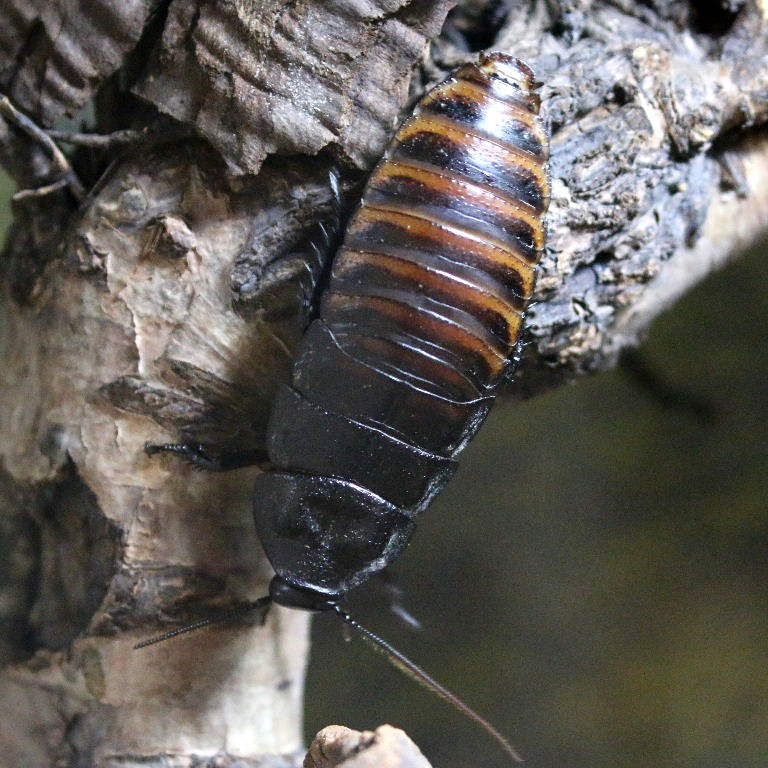 Giant Hissing Cockroach