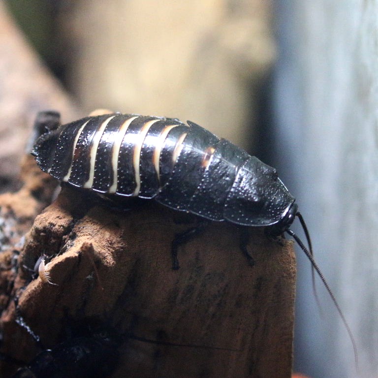 Giant Hissing Cockroach