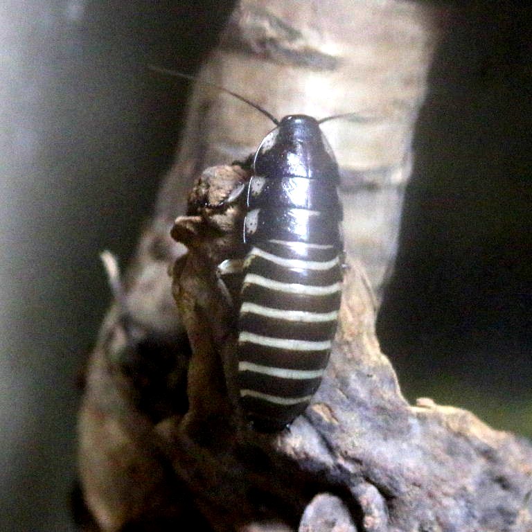 Giant Hissing Cockroach