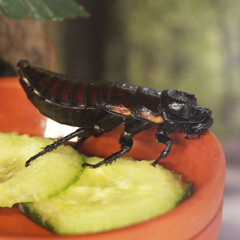 Madagsacan Hissing Cockroach