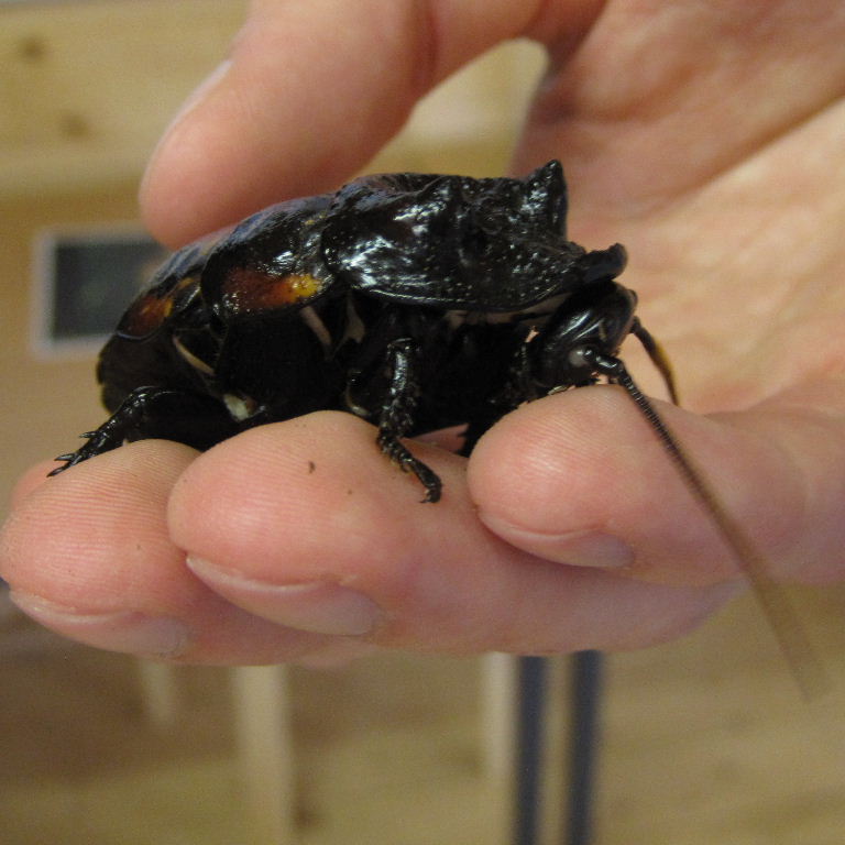 Madagsacan Hissing Cockroach
