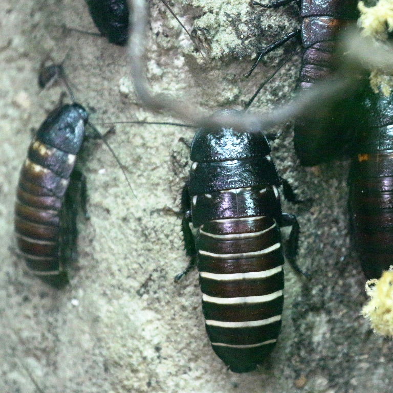 Madagsacan Hissing Cockroach