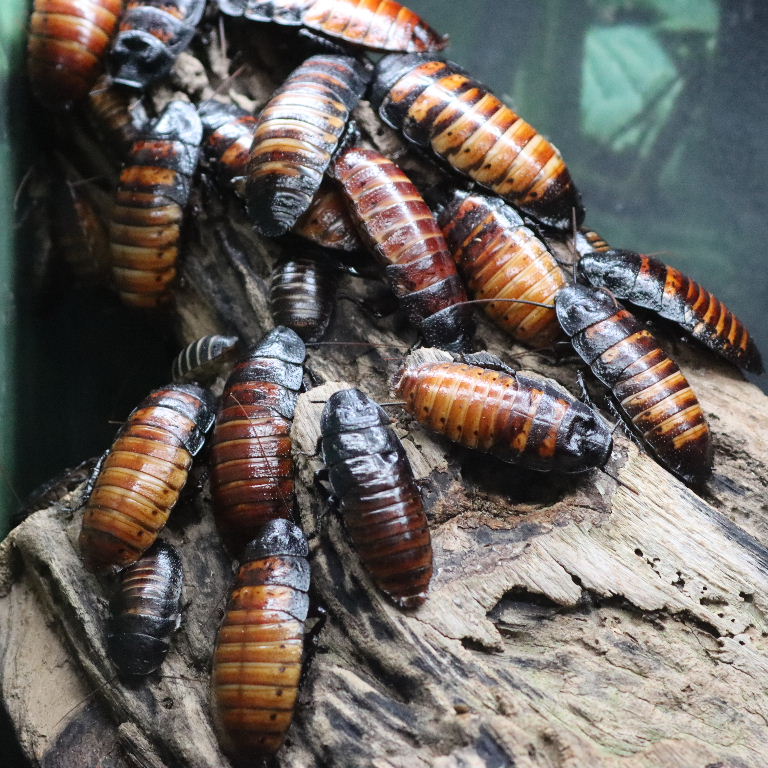 Madagsacan Hissing Cockroach