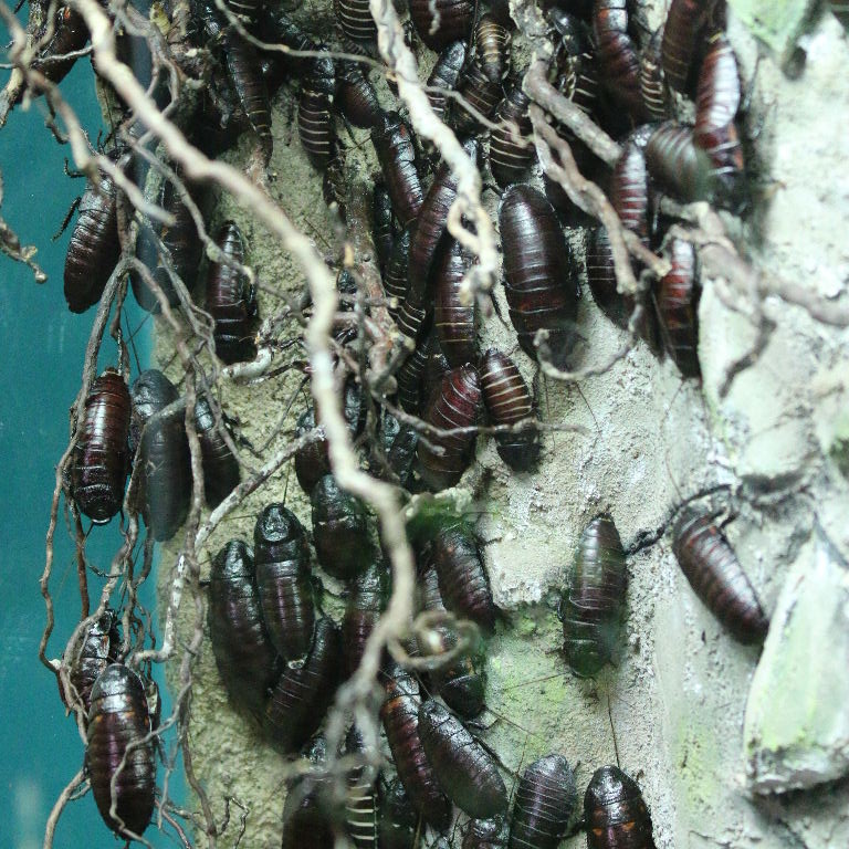 Madagsacan Hissing Cockroach