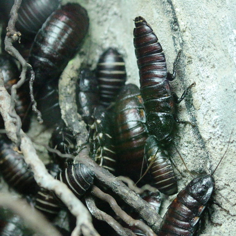 Madagsacan Hissing Cockroach