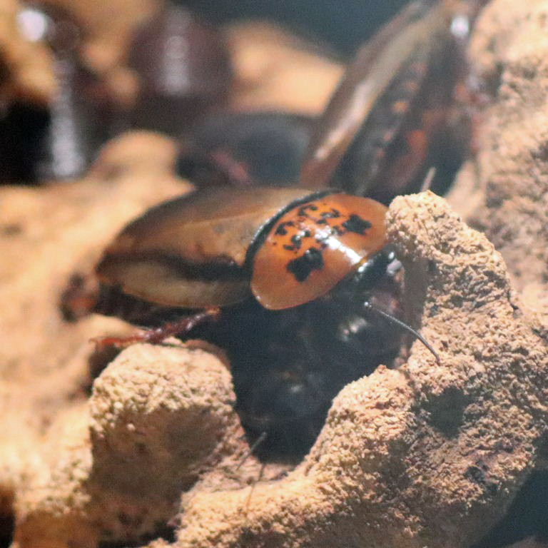 Orange Head Cockroach