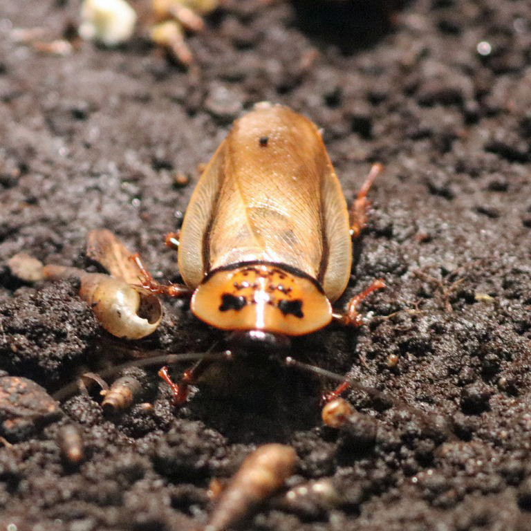 Orange Head Cockroach