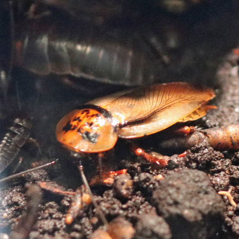 Orange Head Cockroach