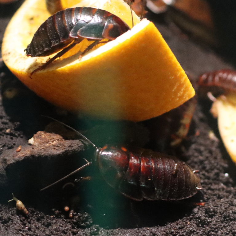 Orange Head Cockroach