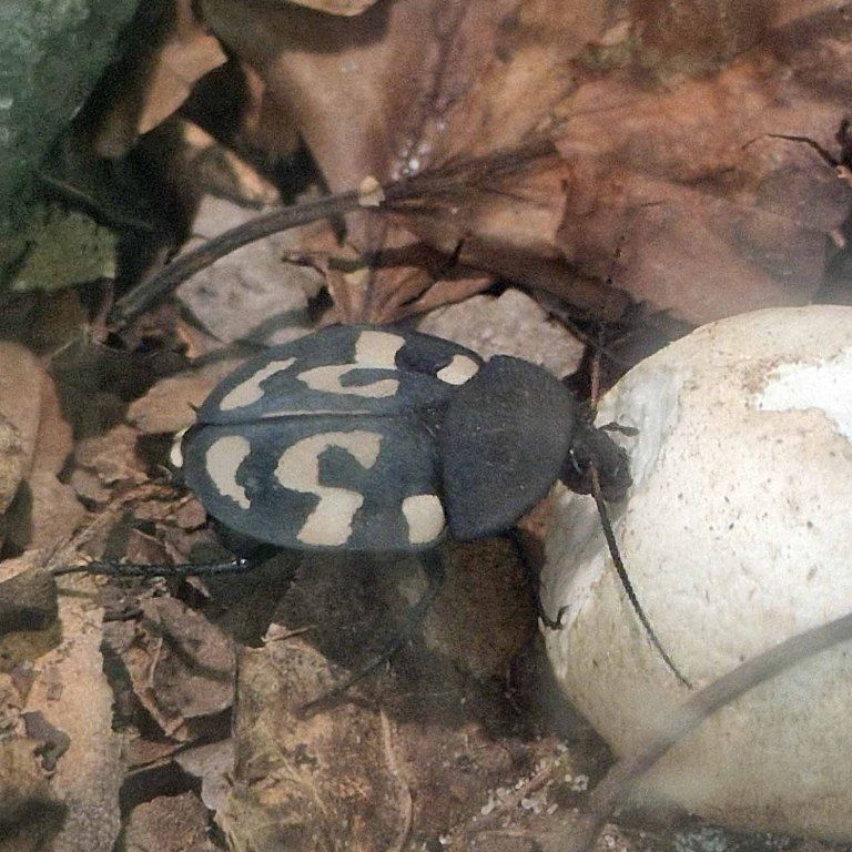 Question Mark Cockroach