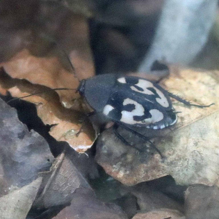 Question Mark Cockroach