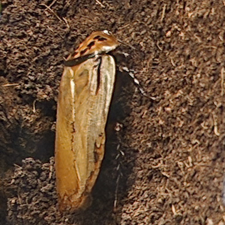 Trinidad Bat Cave Cockroach