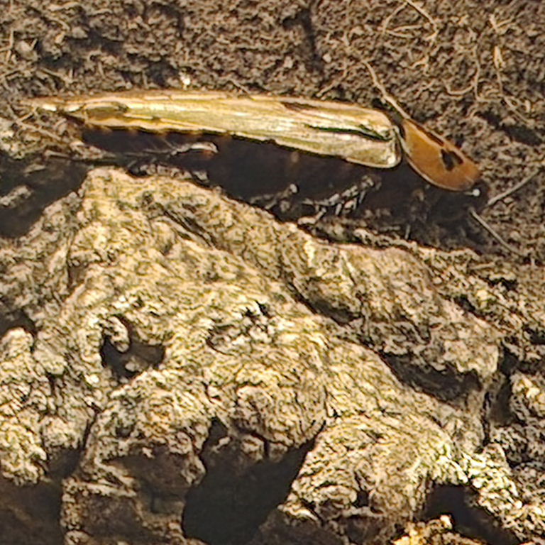 Trinidad Bat Cave Cockroach