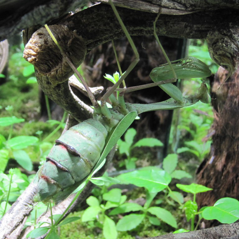 Giant Asian Mantis with ootheca