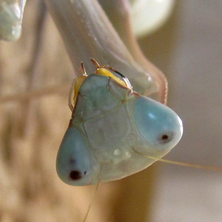 Giant Asian Mantis head and mouthparts