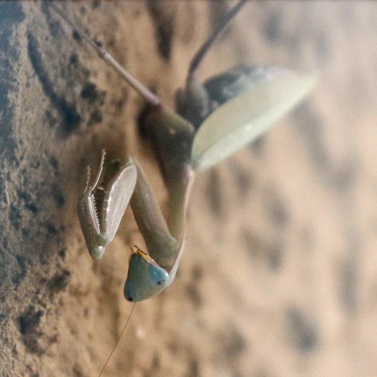 Giant Asian Mantis