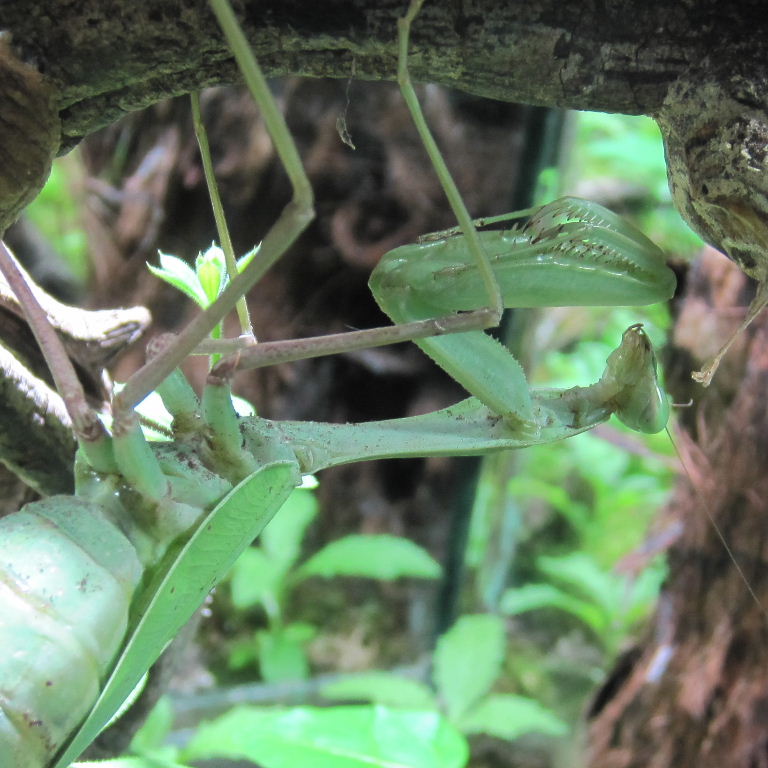 Giant Asian Mantis