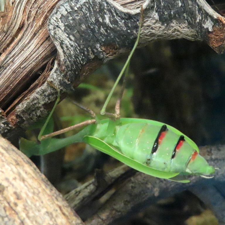 Giant Asian Mantis