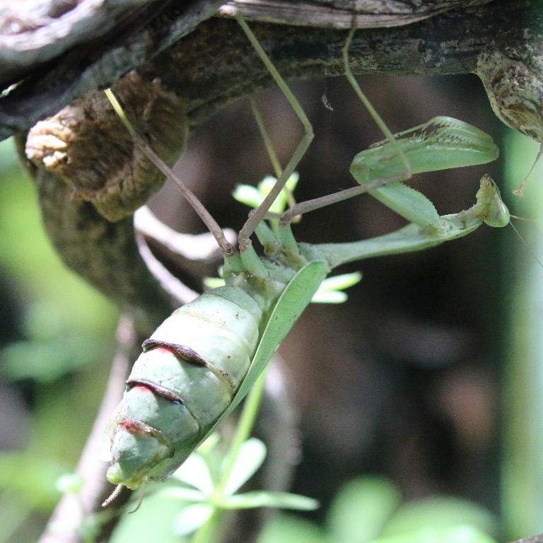 Giant Asian Mantis with ootheca