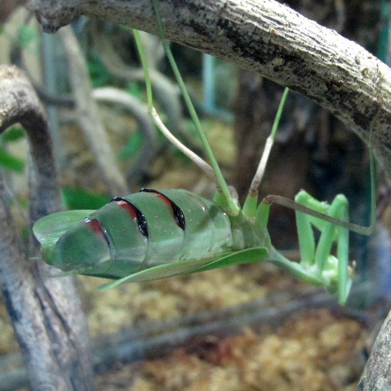 Giant Asian Mantis