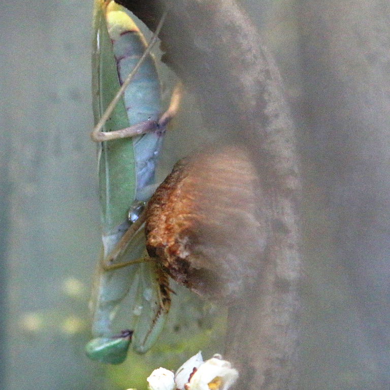 Female Giant Asian Mantis with ootheca