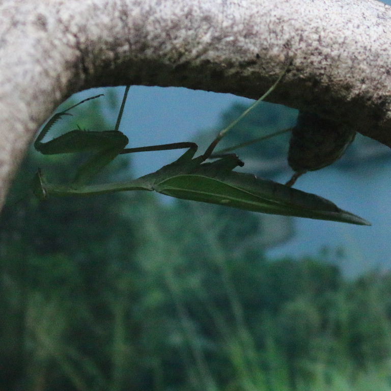 Giant Asian Mantis