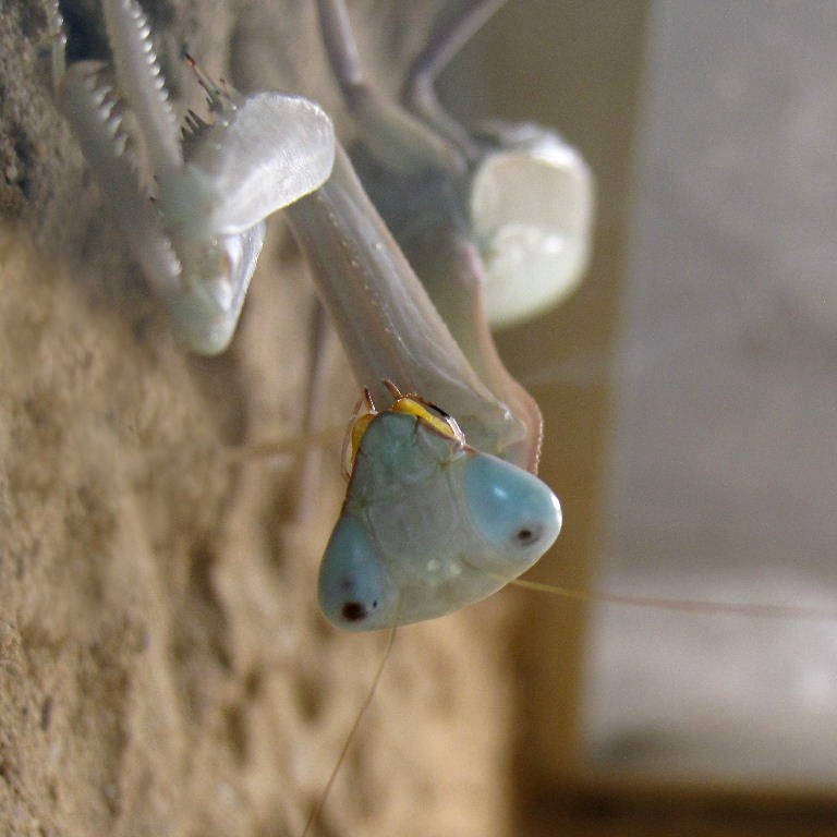 Giant Asian Mantis