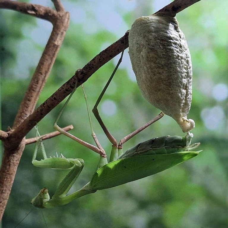 Giant Asian Mantis with ootheca