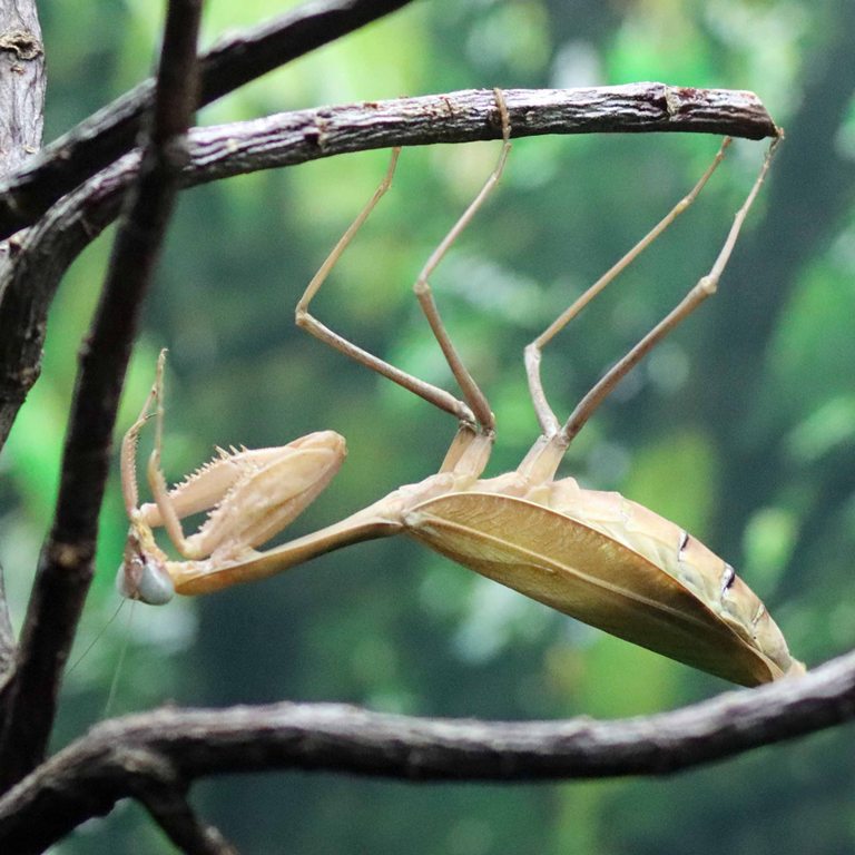 Giant Asian Mantis