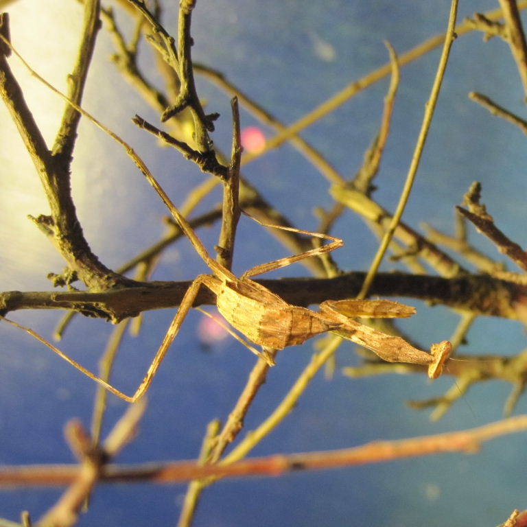 Desert Praying Mantis