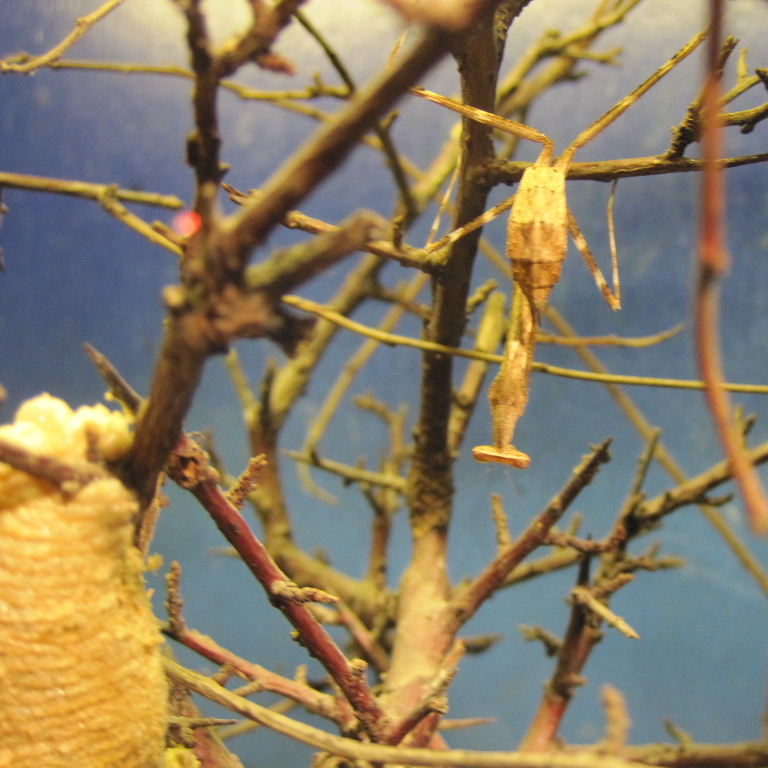 Desert Praying Mantis