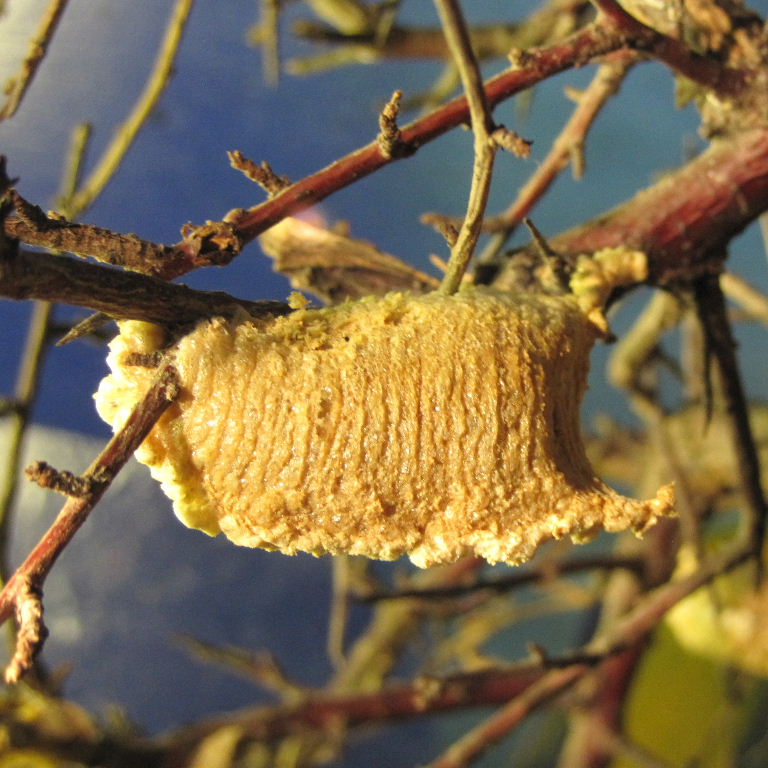 Desert Praying Mantis ootheca