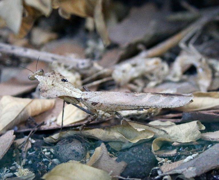 Giant Dead Leaf Mantis