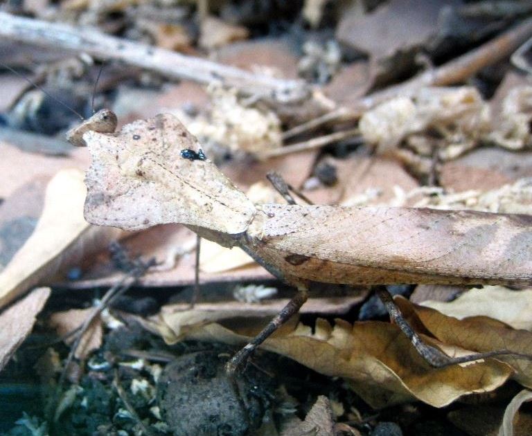 Giant Dead Leaf Mantis
