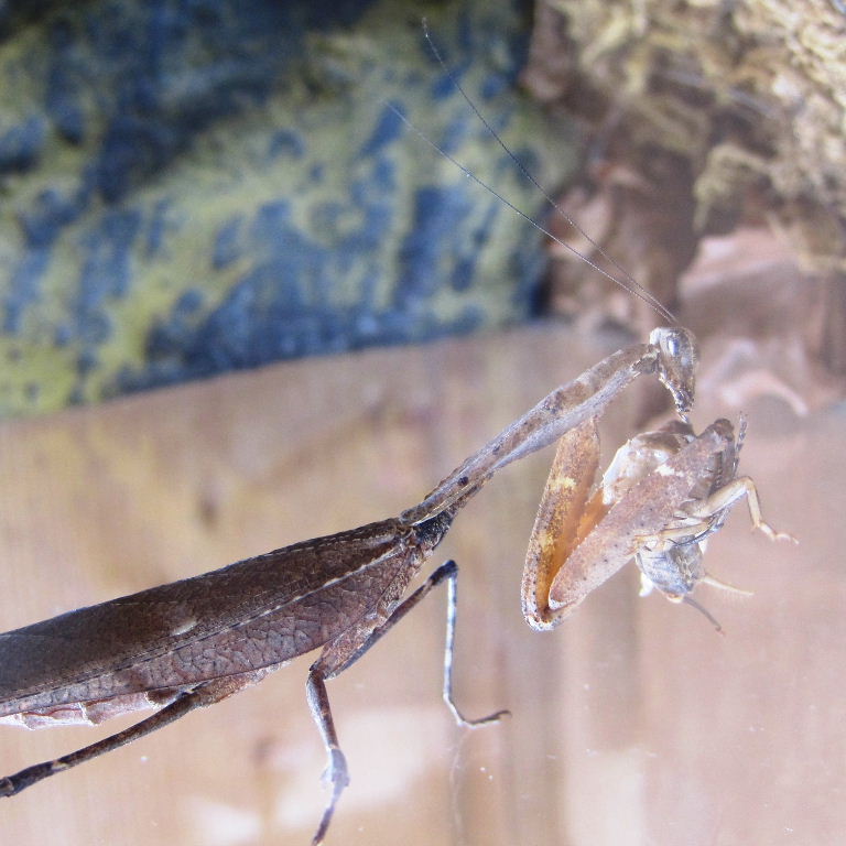 Giant Dead Leaf Mantis