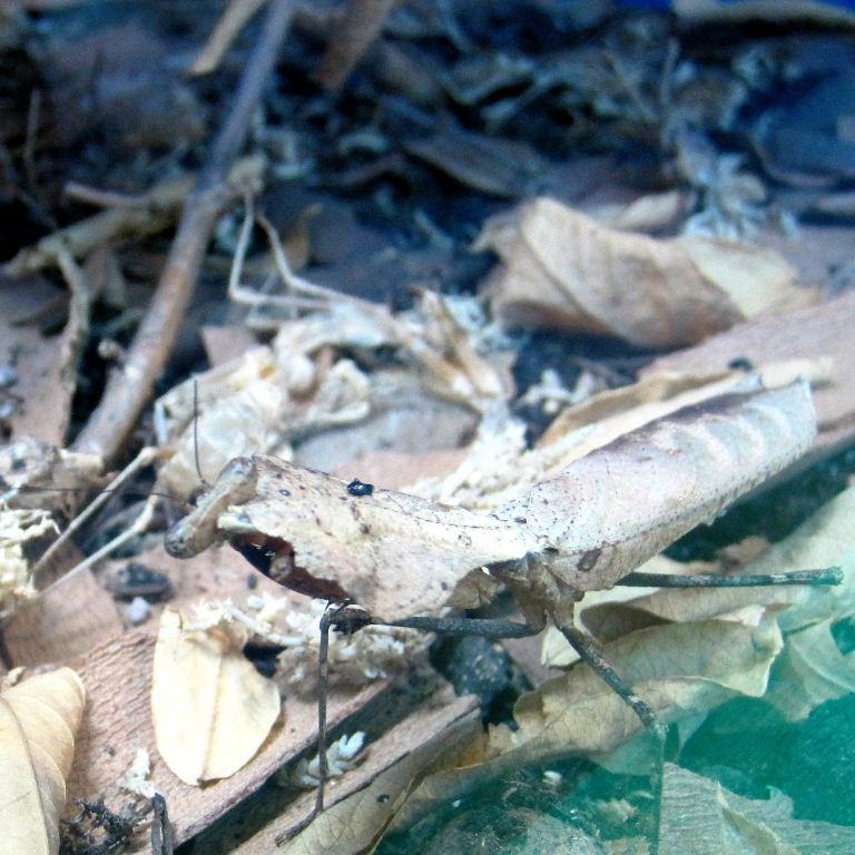Giant Dead Leaf Mantis