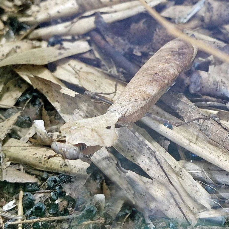 Giant Dead Leaf Mantis